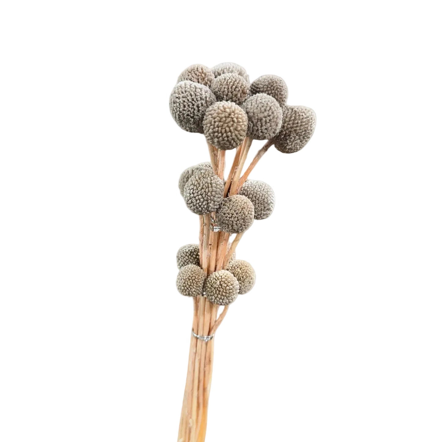 Billy Button Brown