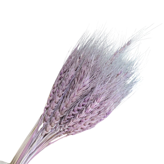 Dried Wheat Lilac