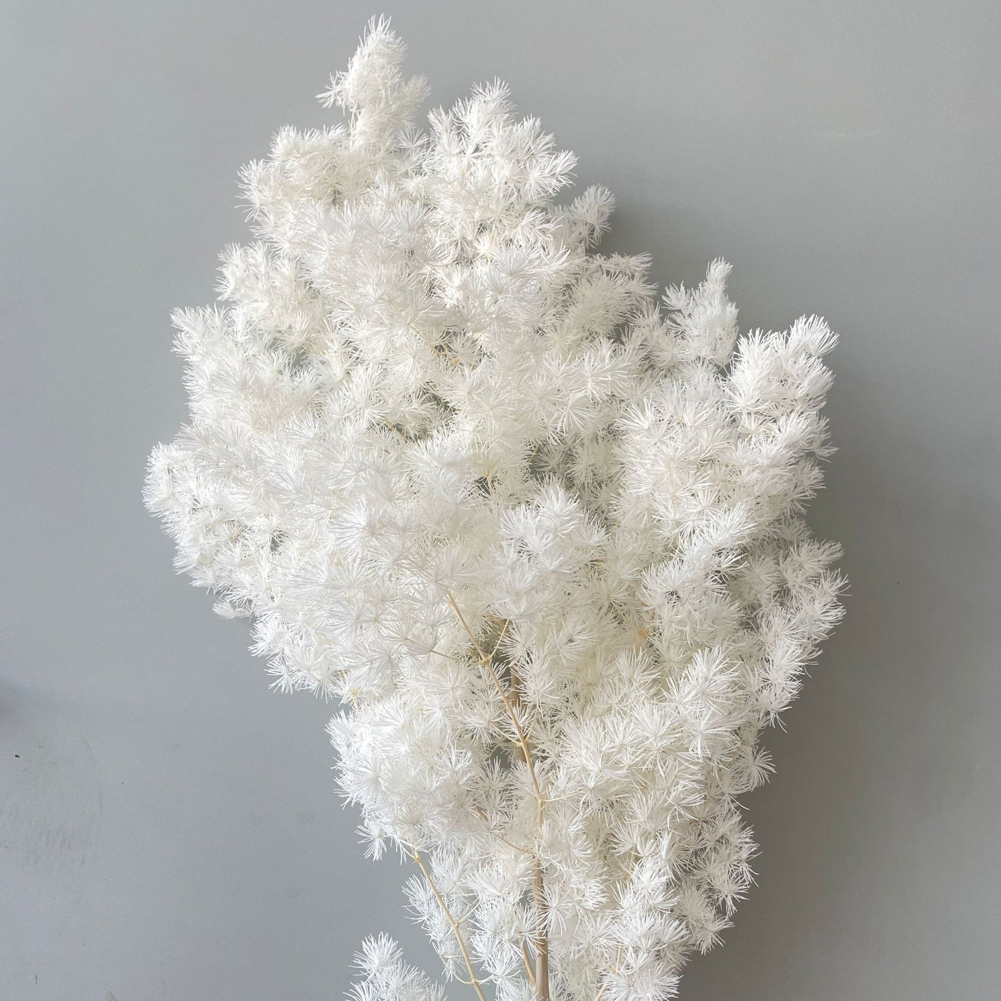 Ming Fern White
