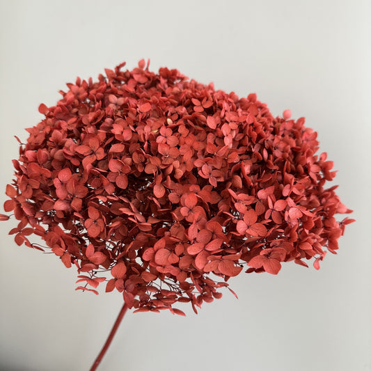 Hydrangea Vintage Red