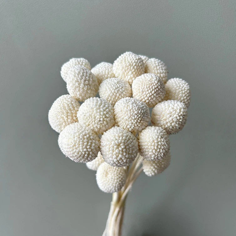 Billy Button White