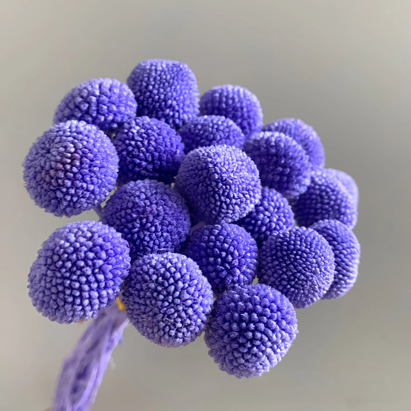 Billy Button Purple