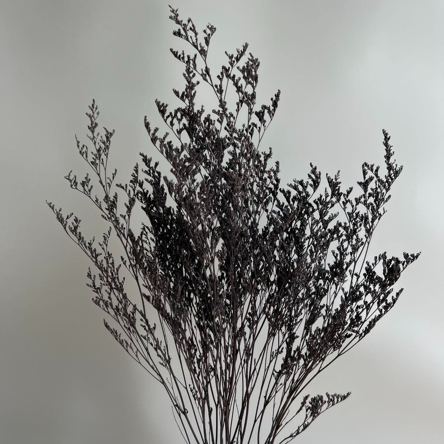 Misty Black