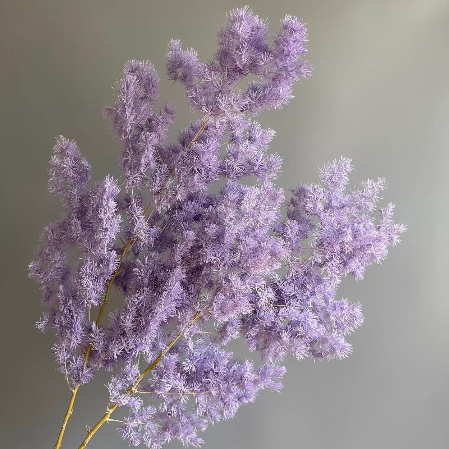 Ming Fern Dusty Purple