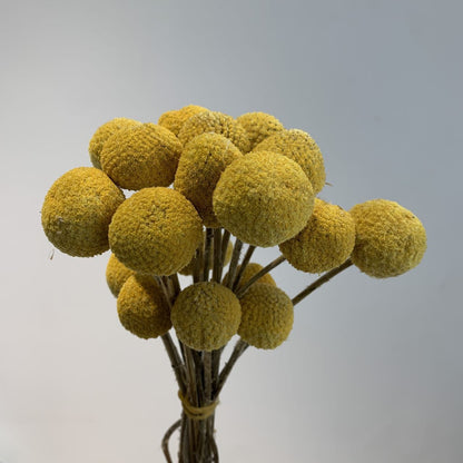 Billy Button Natural