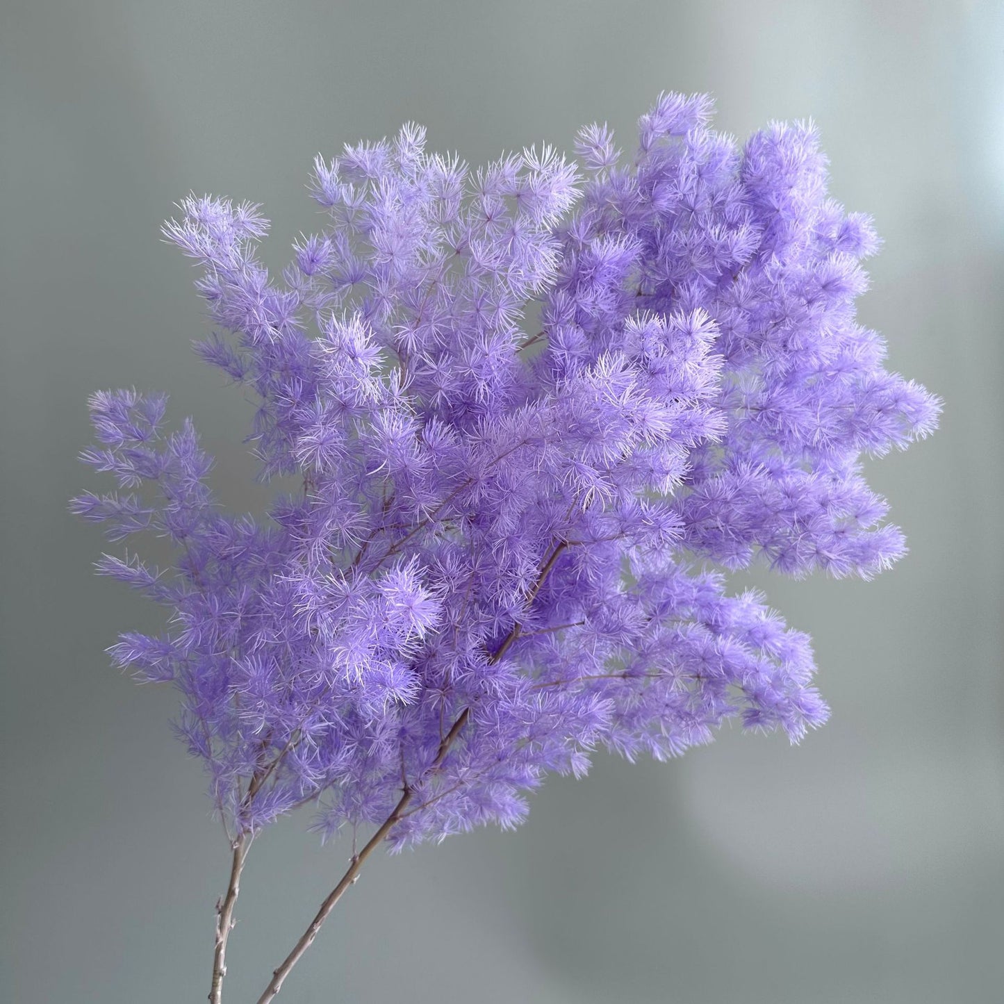 Ming Fern Lavender