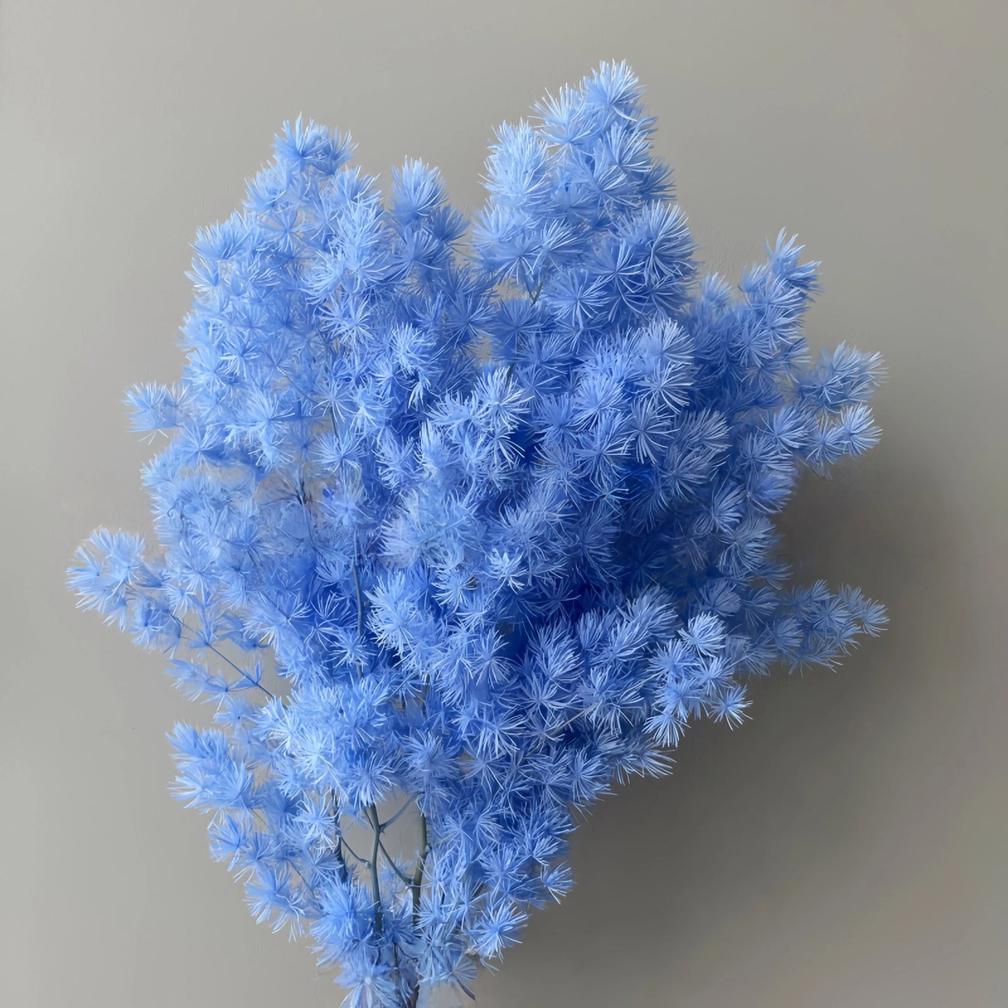 Ming Fern Blue