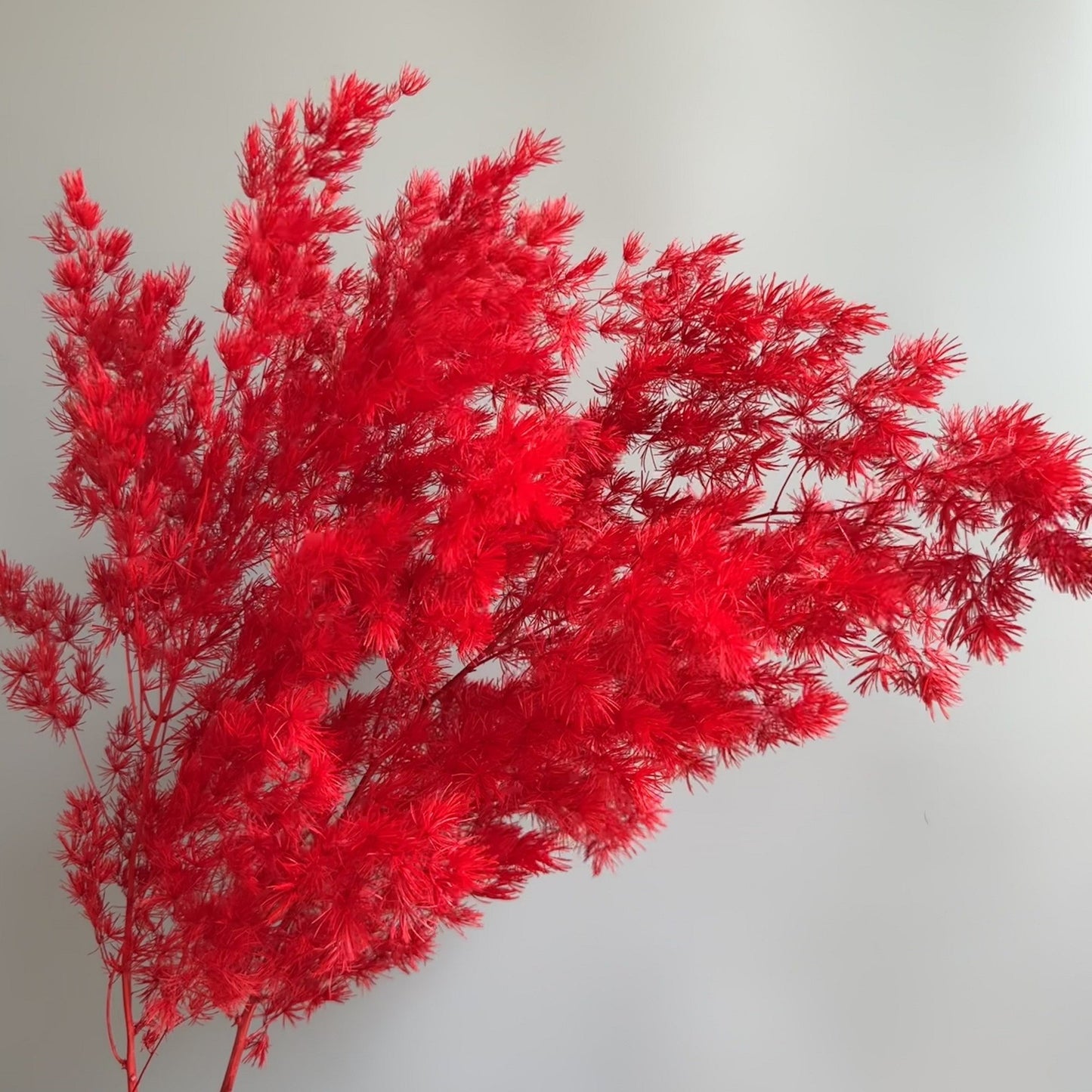 Ming Fern Red