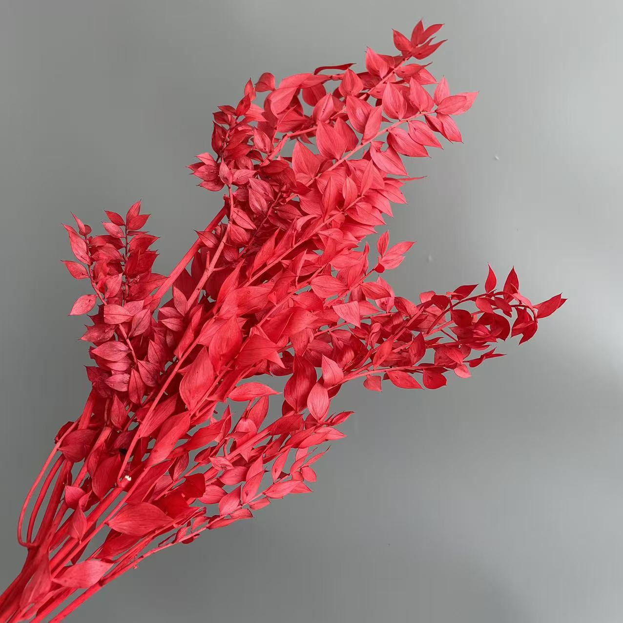 Ruscus Red