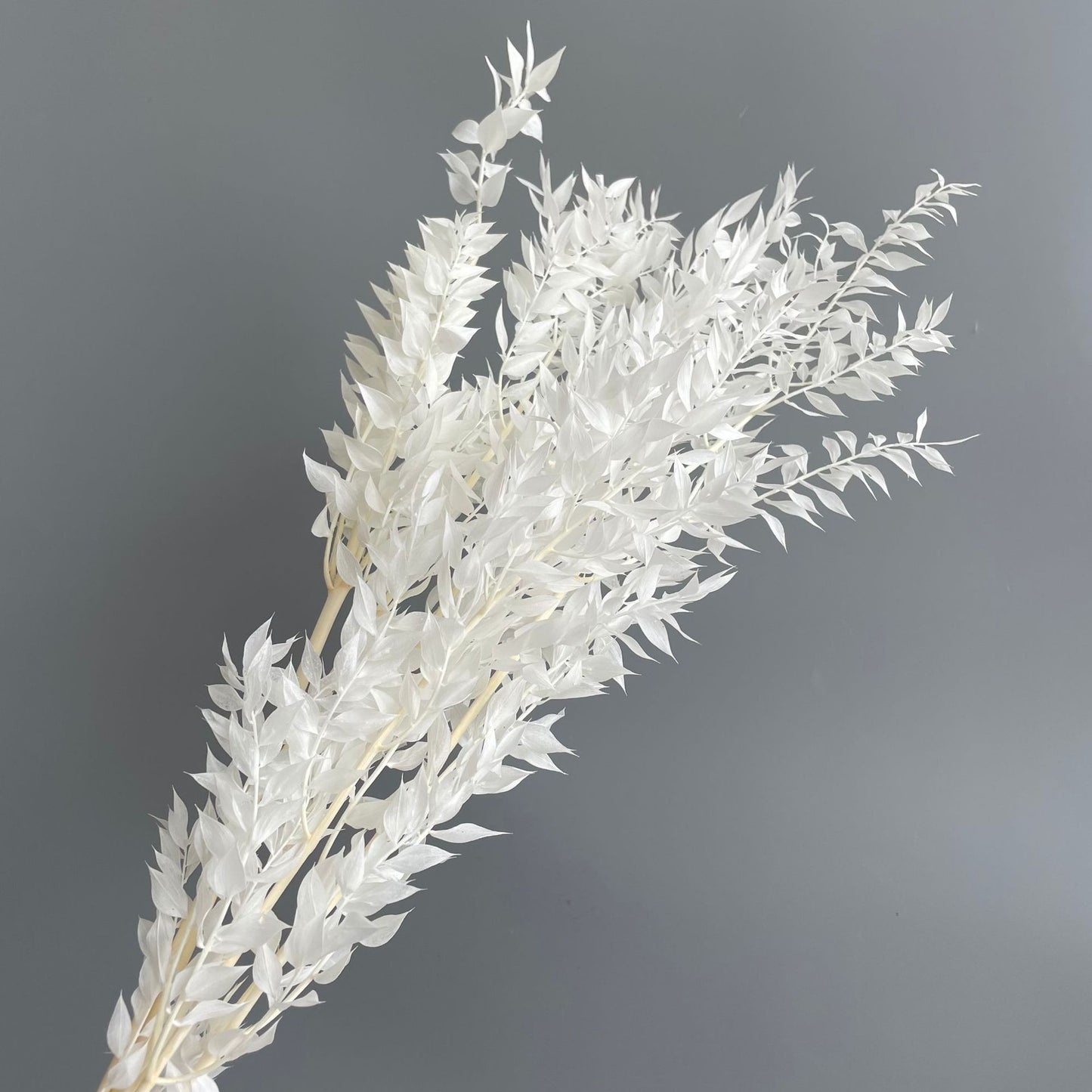 Ruscus White