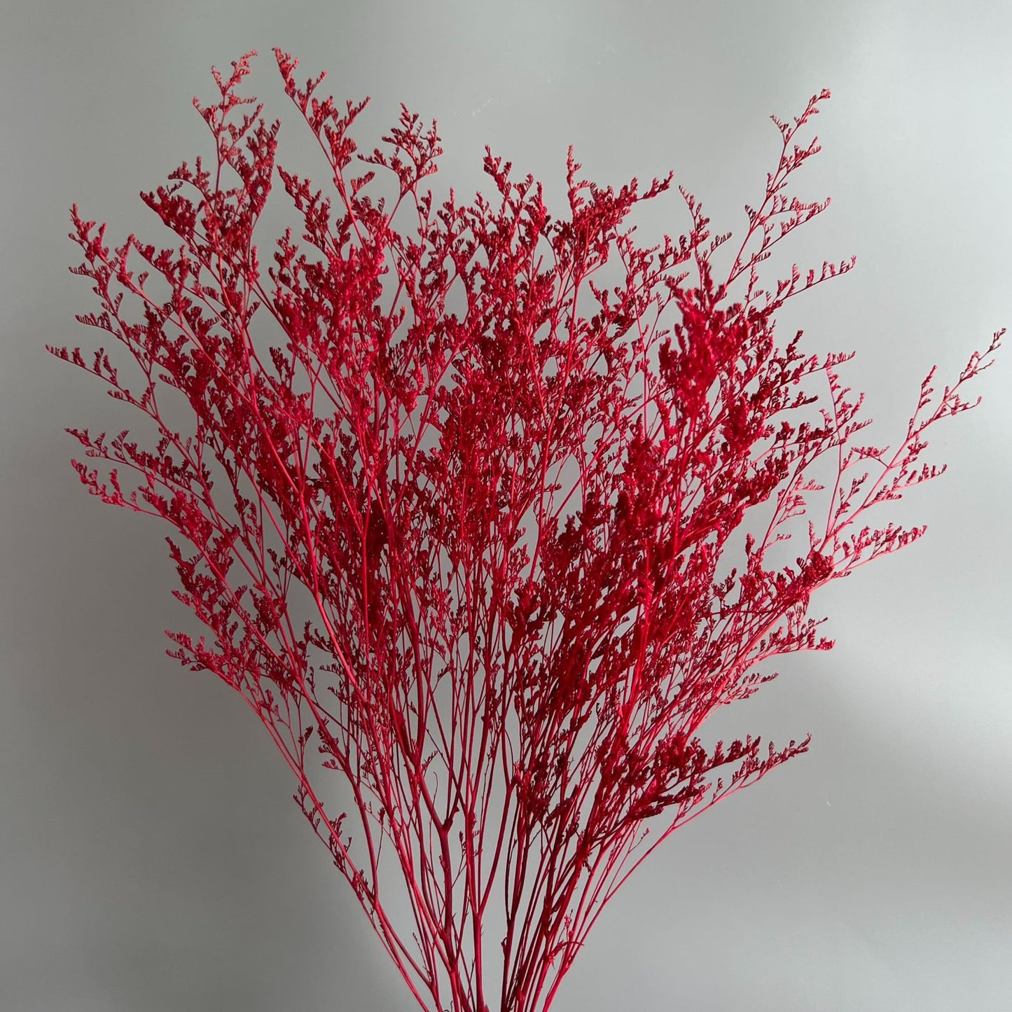 Misty Chill Red