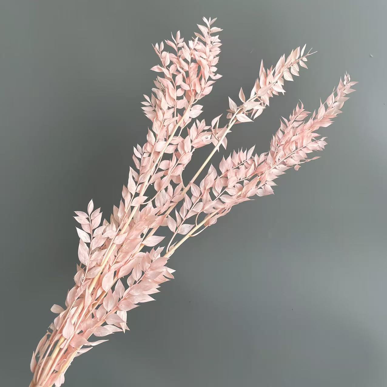 Ruscus Pink